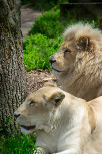 Lions chilling